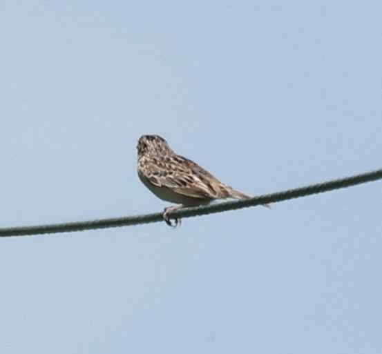 Grasshopper Sparrow - ML619773318