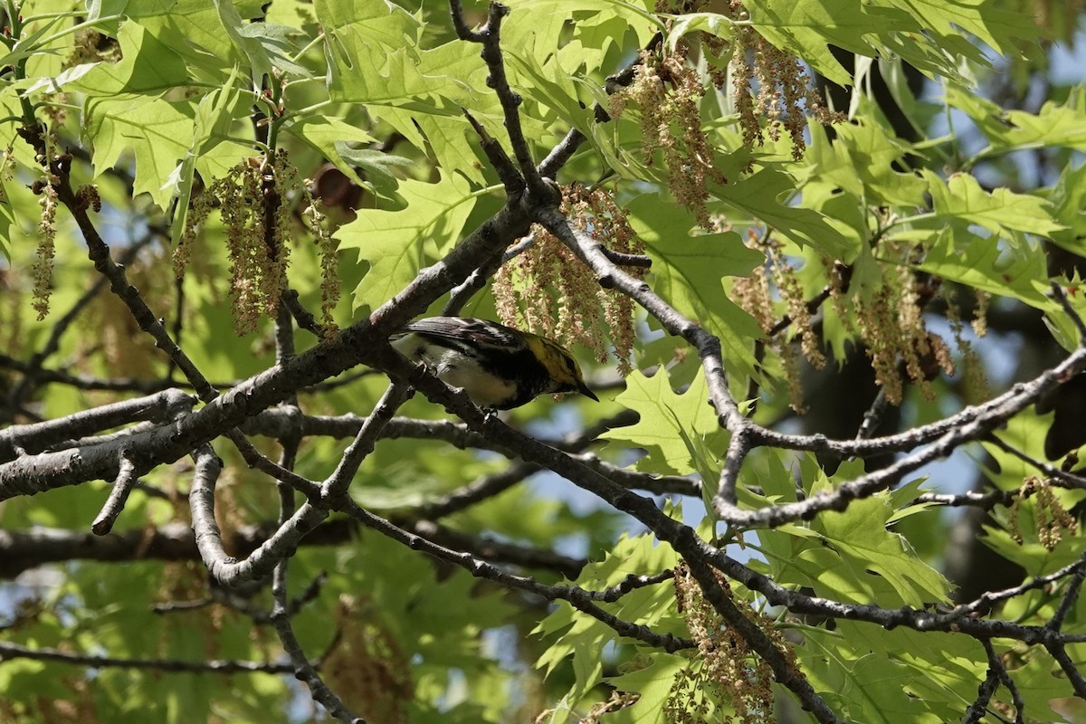 Black-throated Green Warbler - ML619773358