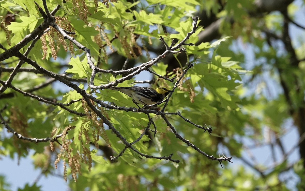 Black-throated Green Warbler - ML619773363