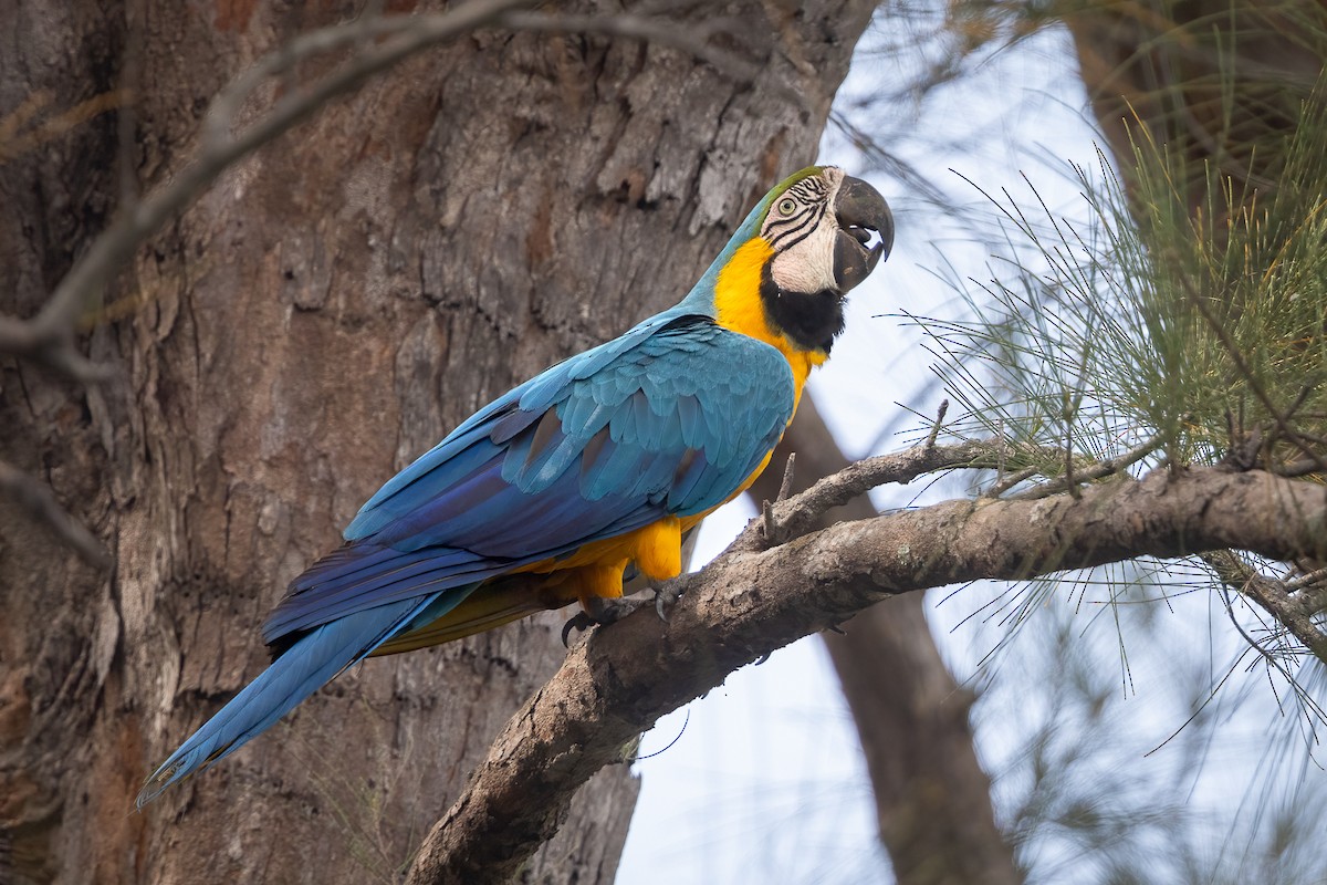 Blue-and-yellow Macaw - ML619773368
