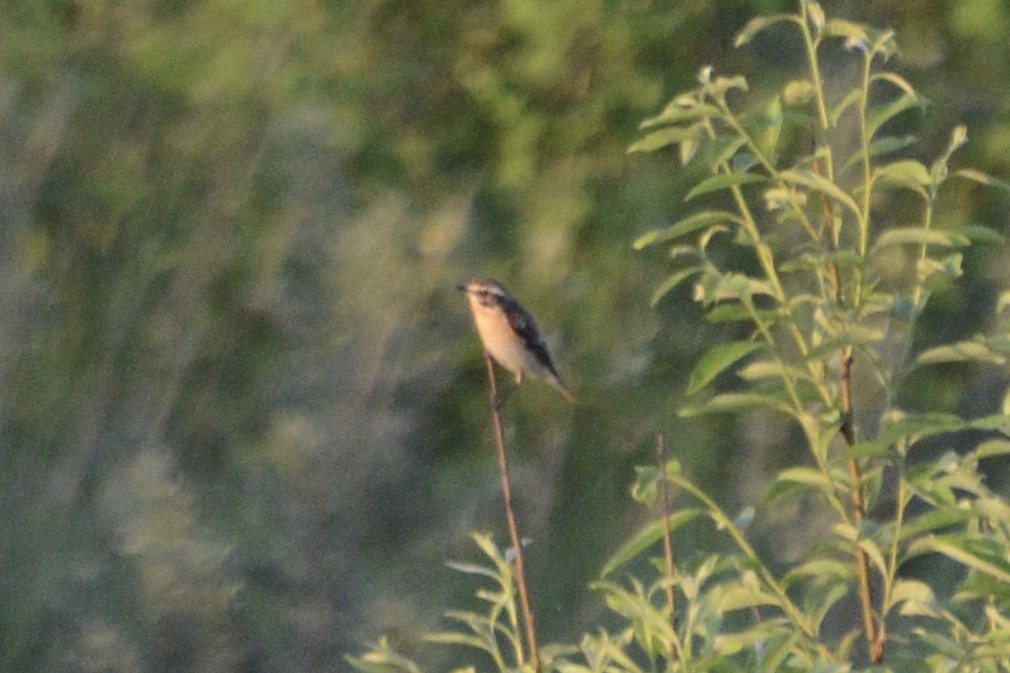 Whinchat - ML619773383
