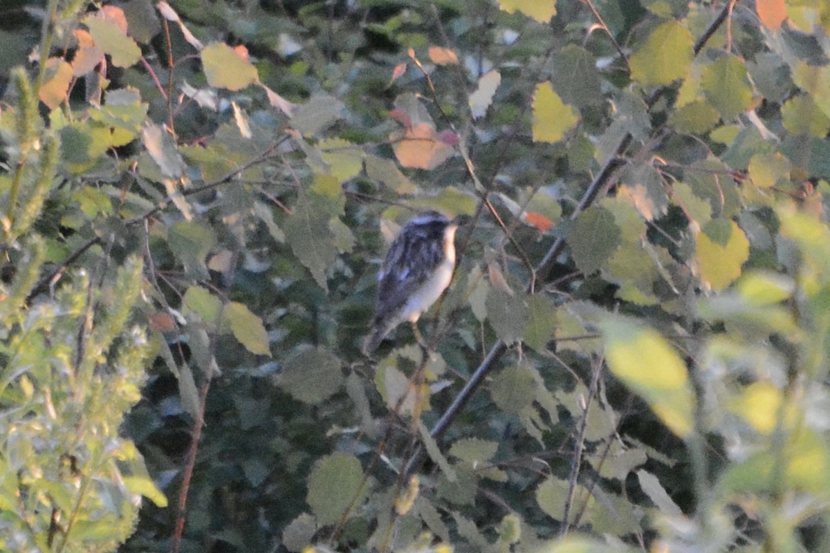 Whinchat - ML619773384
