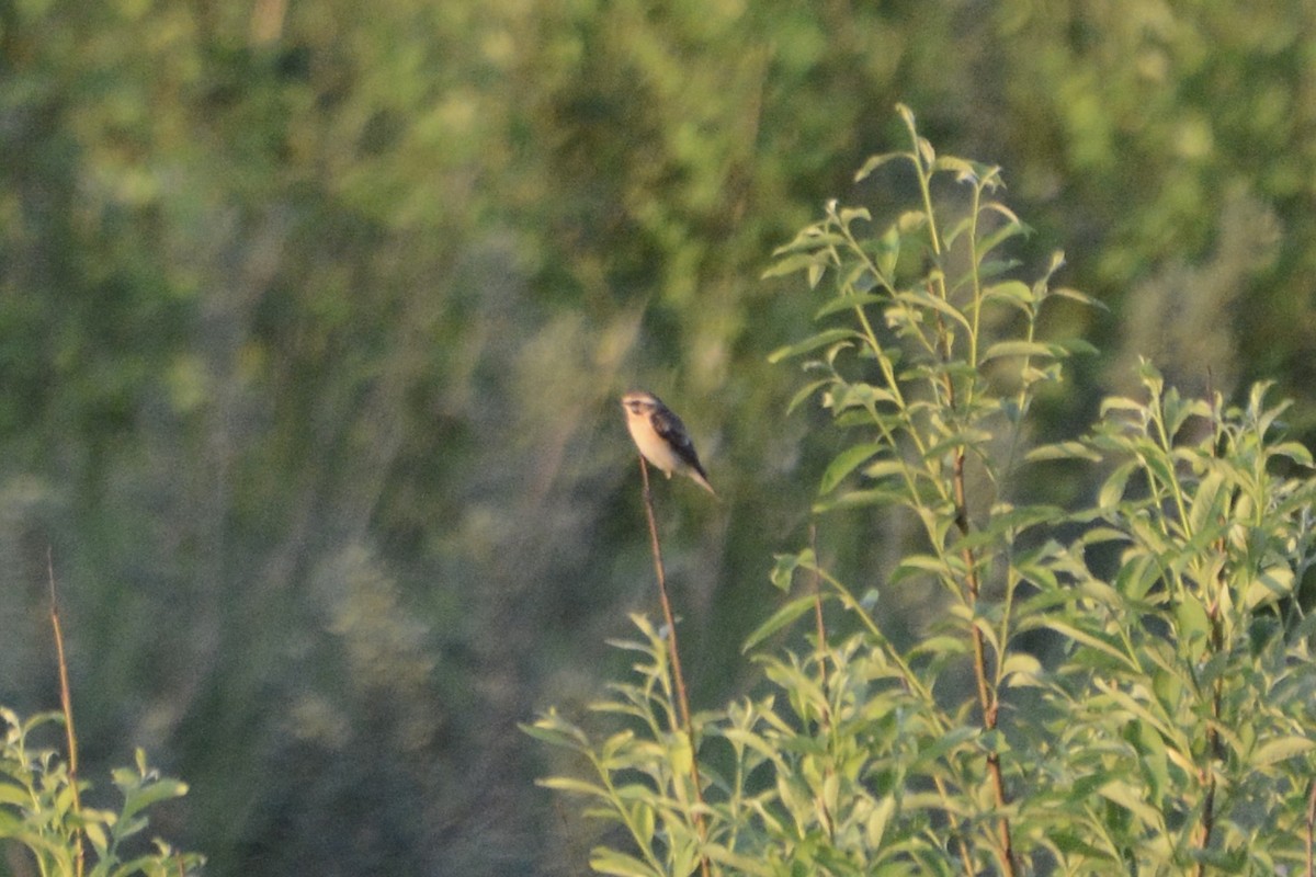 Whinchat - ML619773385