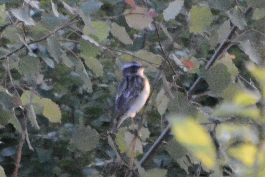 Whinchat - ML619773386
