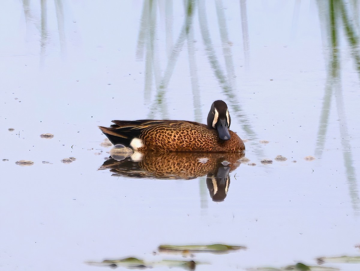 Blue-winged Teal - ML619773416