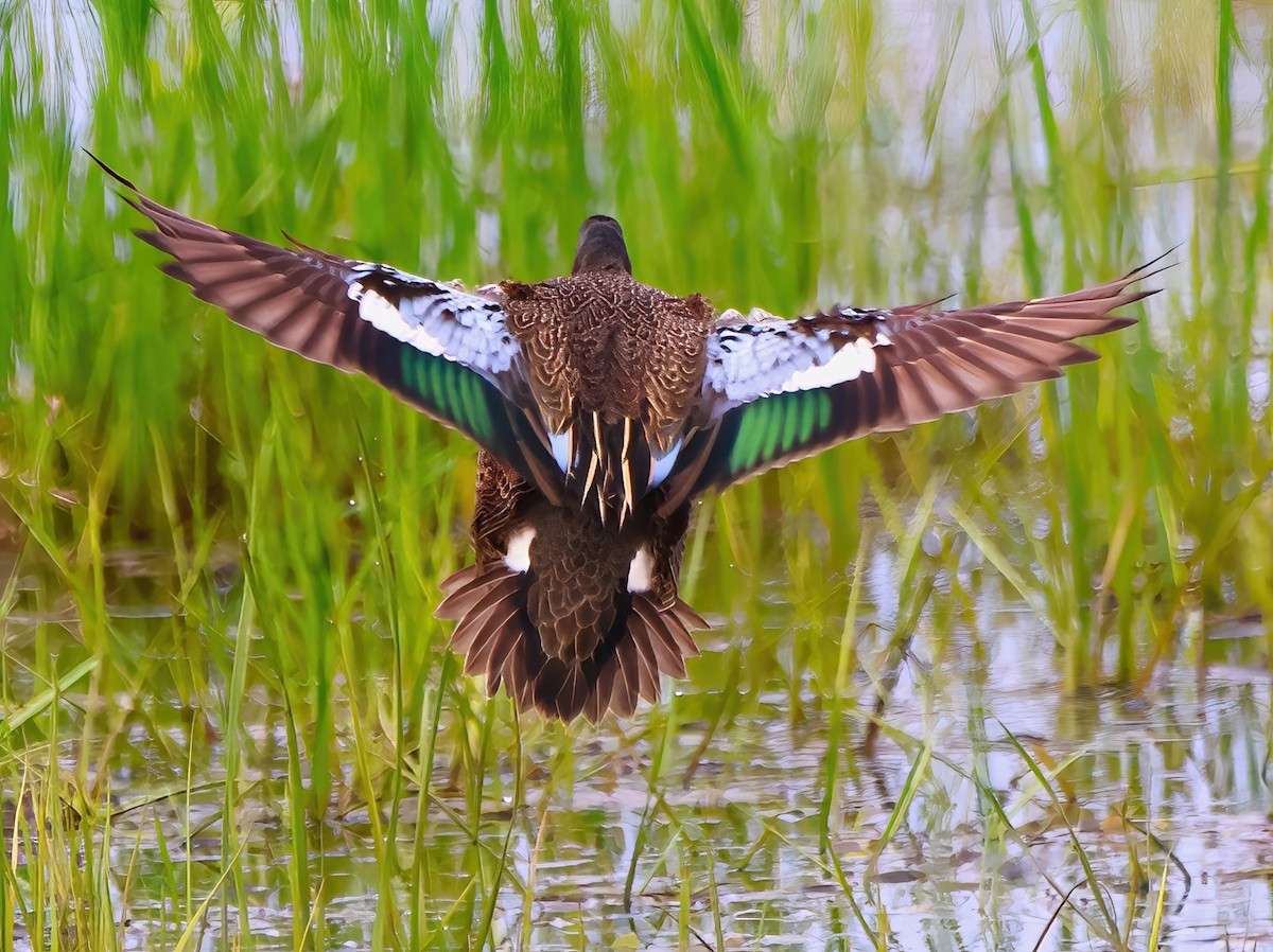 Blue-winged Teal - ML619773417
