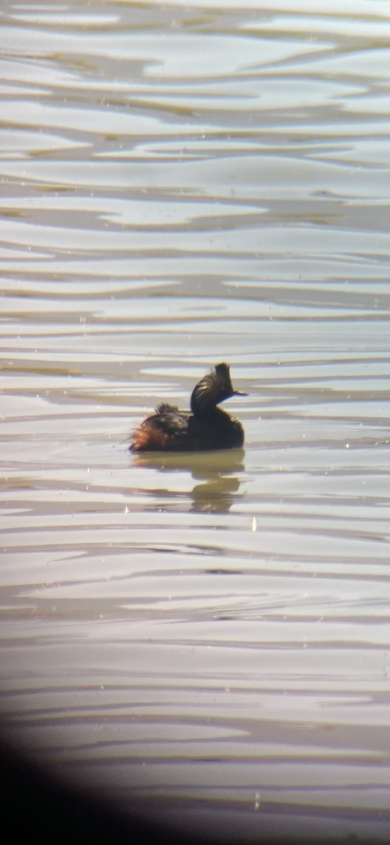 Eared Grebe - ML619773447