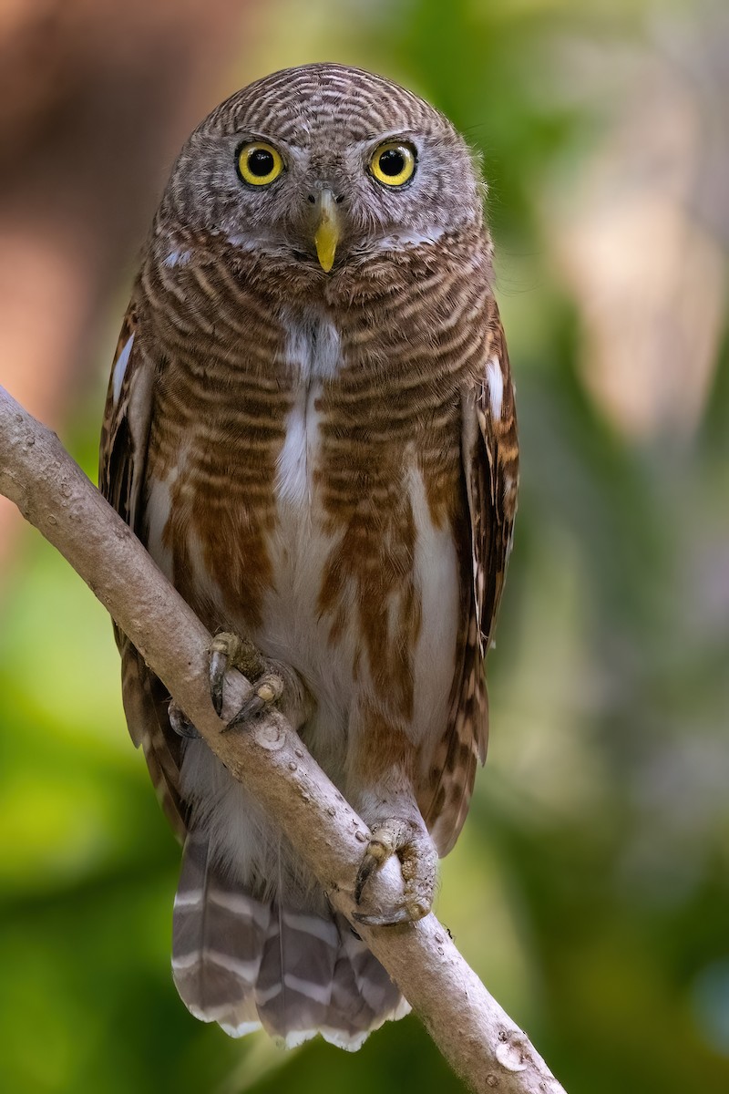 Asian Barred Owlet - ML619773476