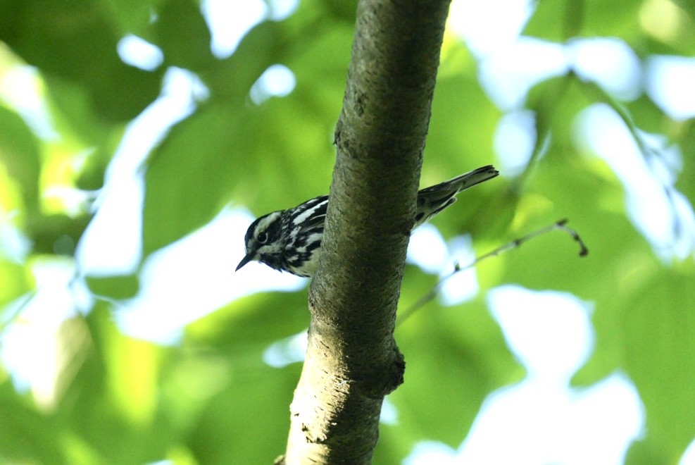 Black-and-white Warbler - ML619773481