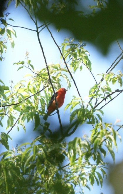 Scarlet Tanager - ML619773491