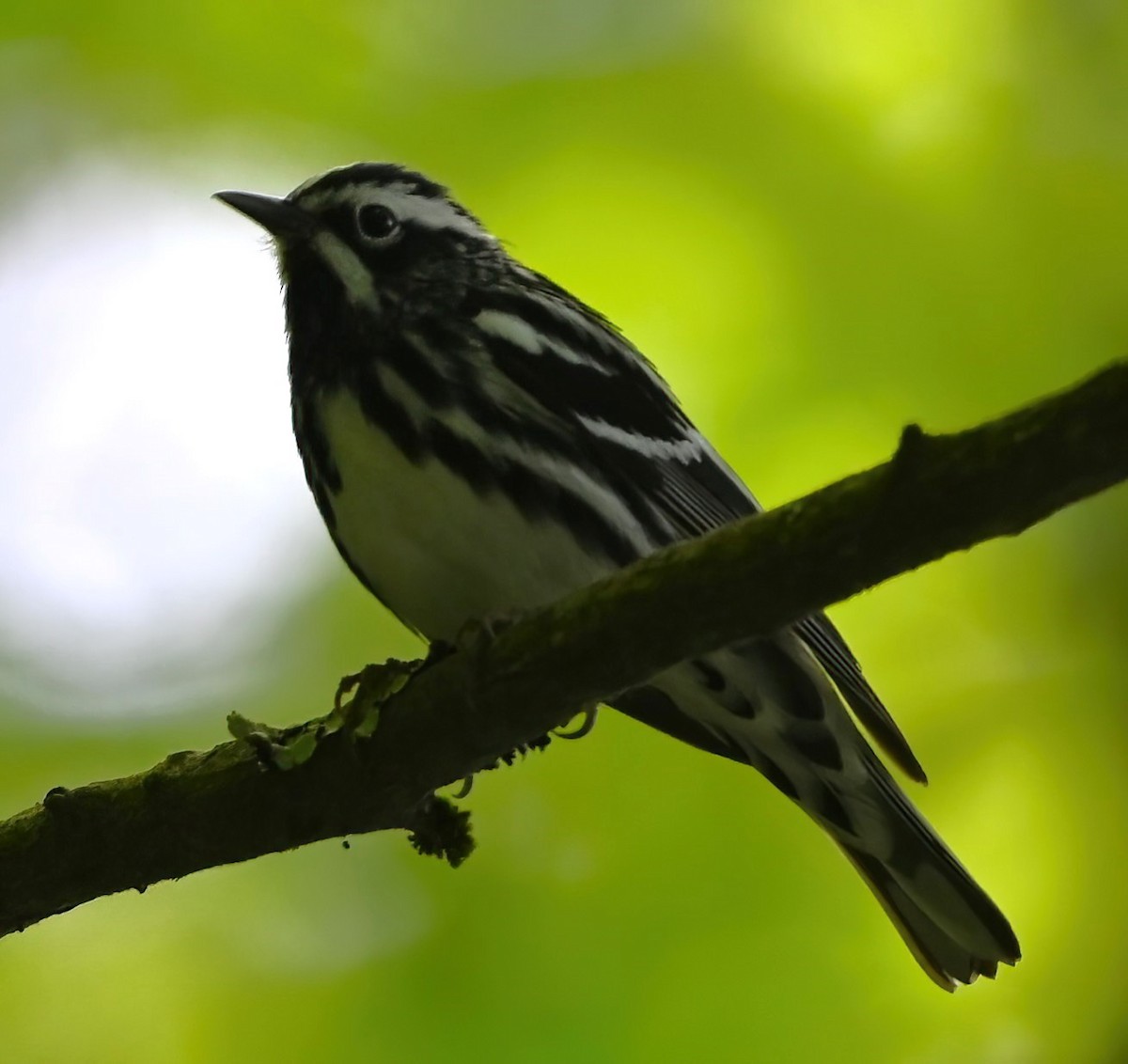 Ebird Checklist - 27 May 2024 - Moses H. Cone Memorial Park--trout Lake 