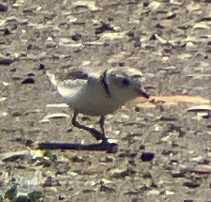 Piping Plover - ML619773518