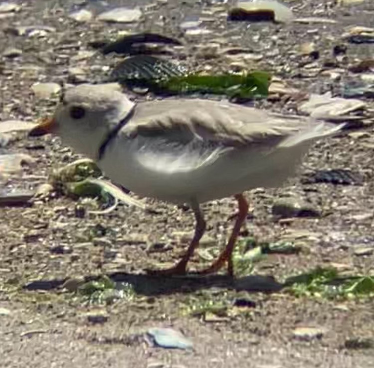 Piping Plover - ML619773519