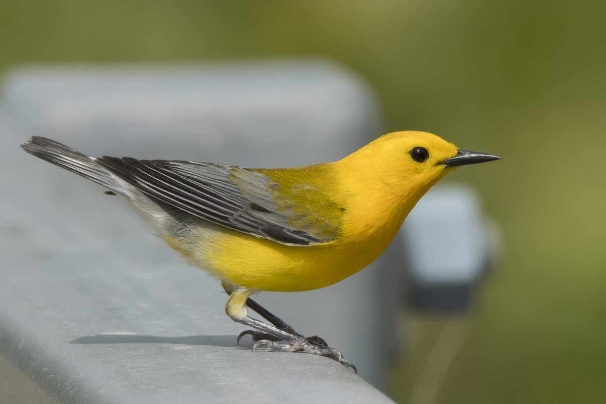Prothonotary Warbler - ML619773535