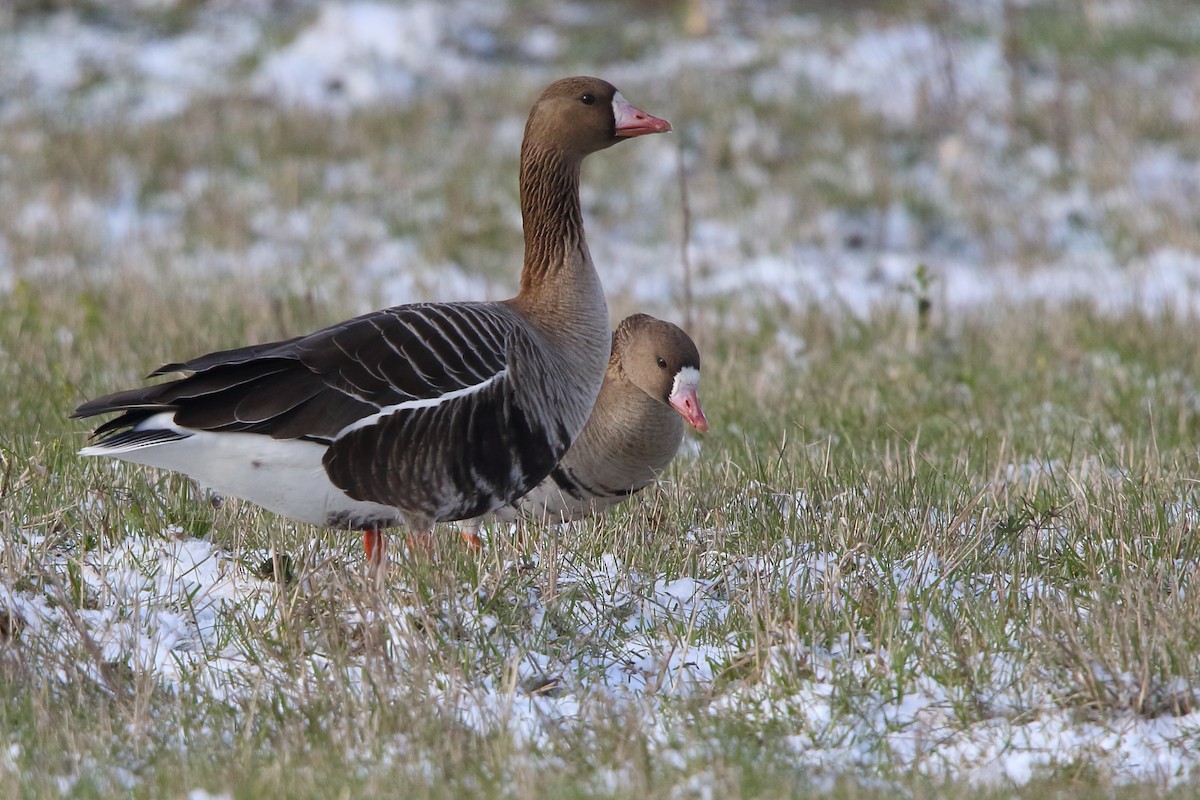 Greater White-fronted Goose - ML619773573