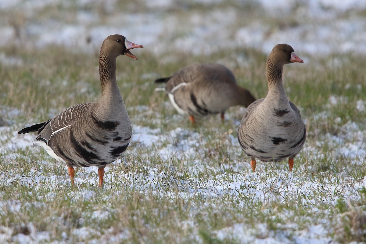 Greater White-fronted Goose - ML619773588