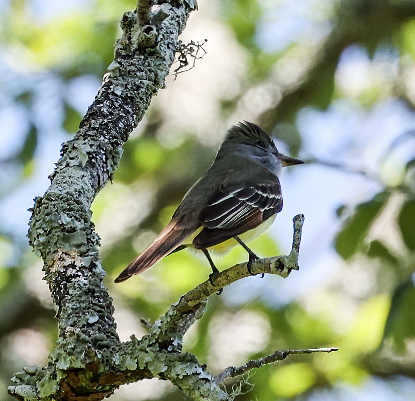 Great Crested Flycatcher - ML619773606