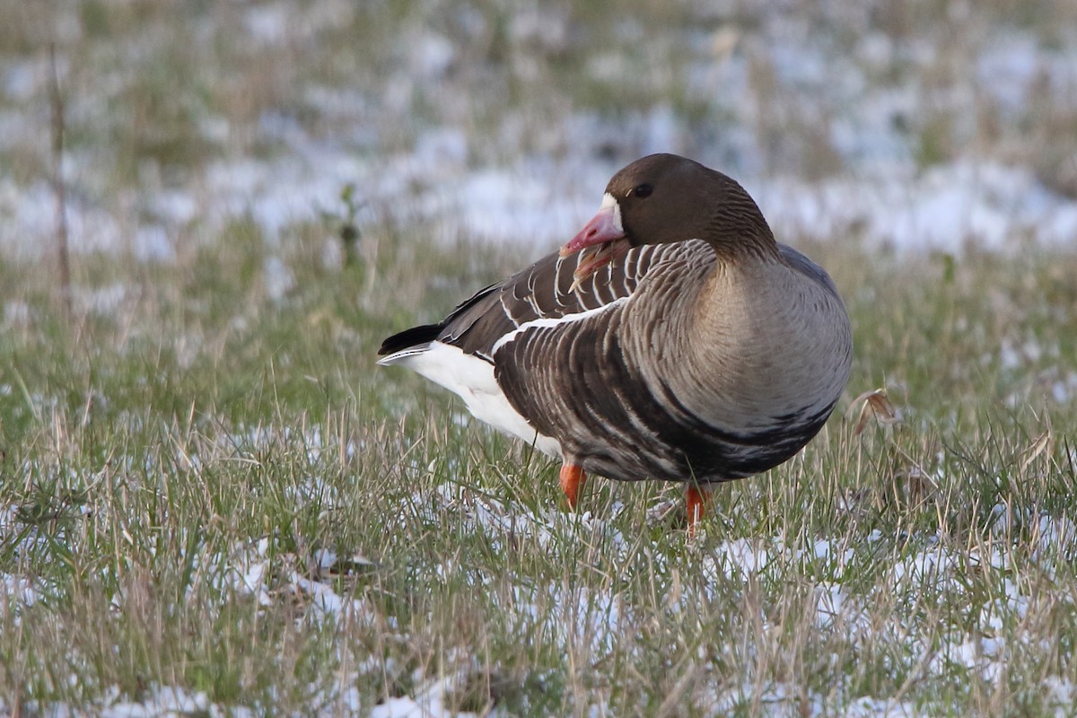 Greater White-fronted Goose - ML619773616