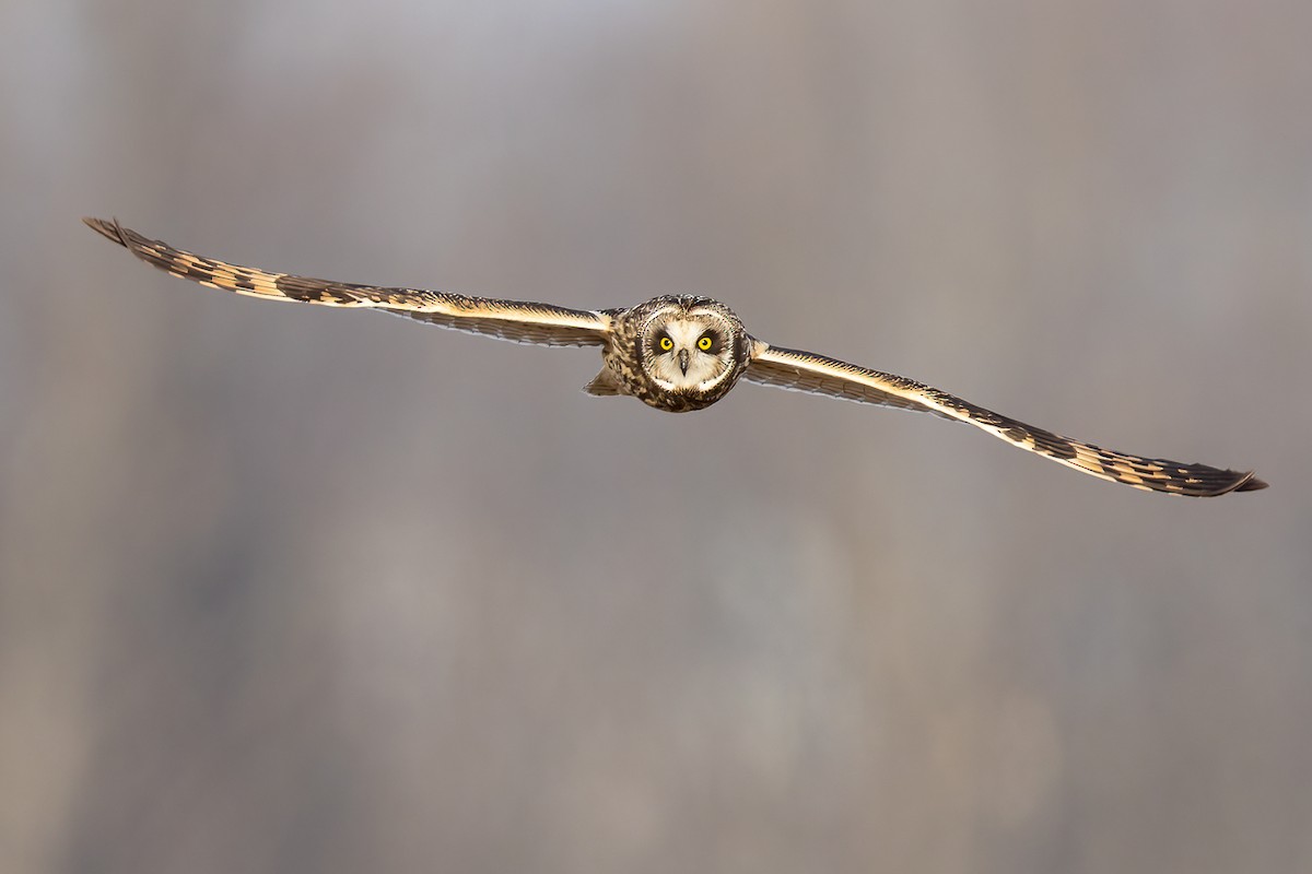 Short-eared Owl - ML619773646