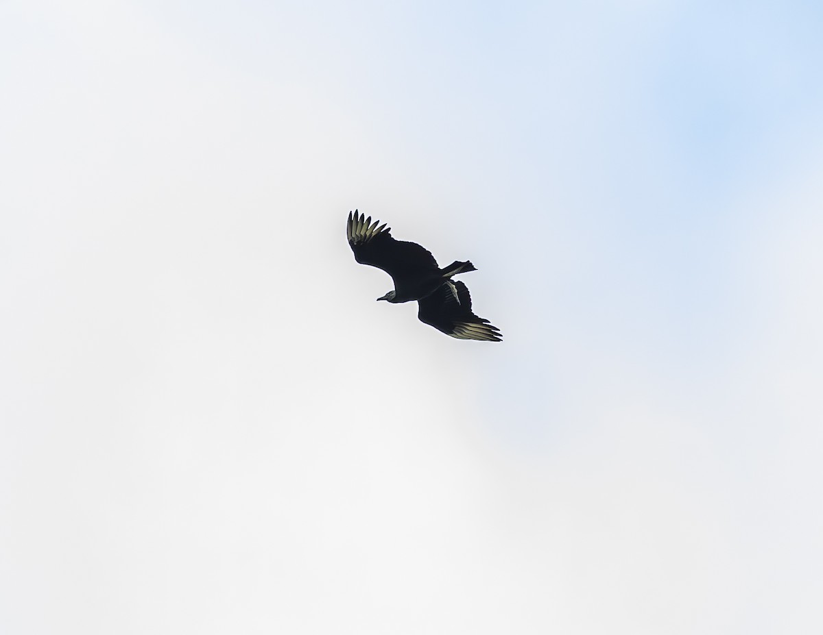 Black Vulture - ML619773670