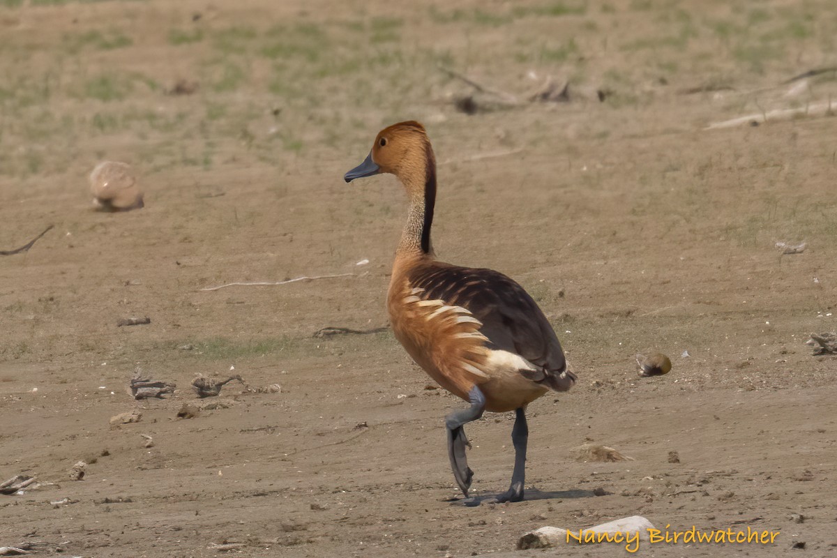 Fulvous Whistling-Duck - ML619773708