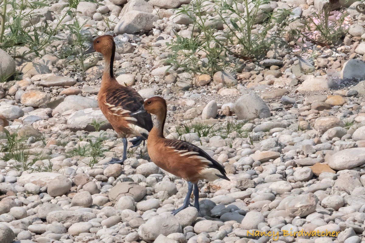 Fulvous Whistling-Duck - ML619773709