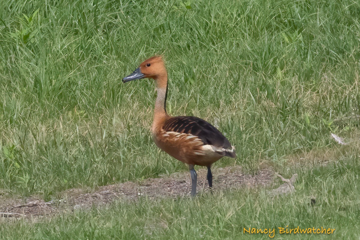 Fulvous Whistling-Duck - ML619773711
