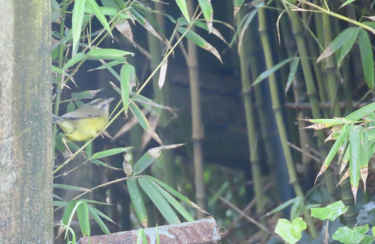 Golden-crowned Warbler - ML619773781