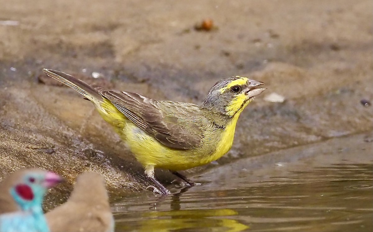 Yellow-fronted Canary - ML619773795