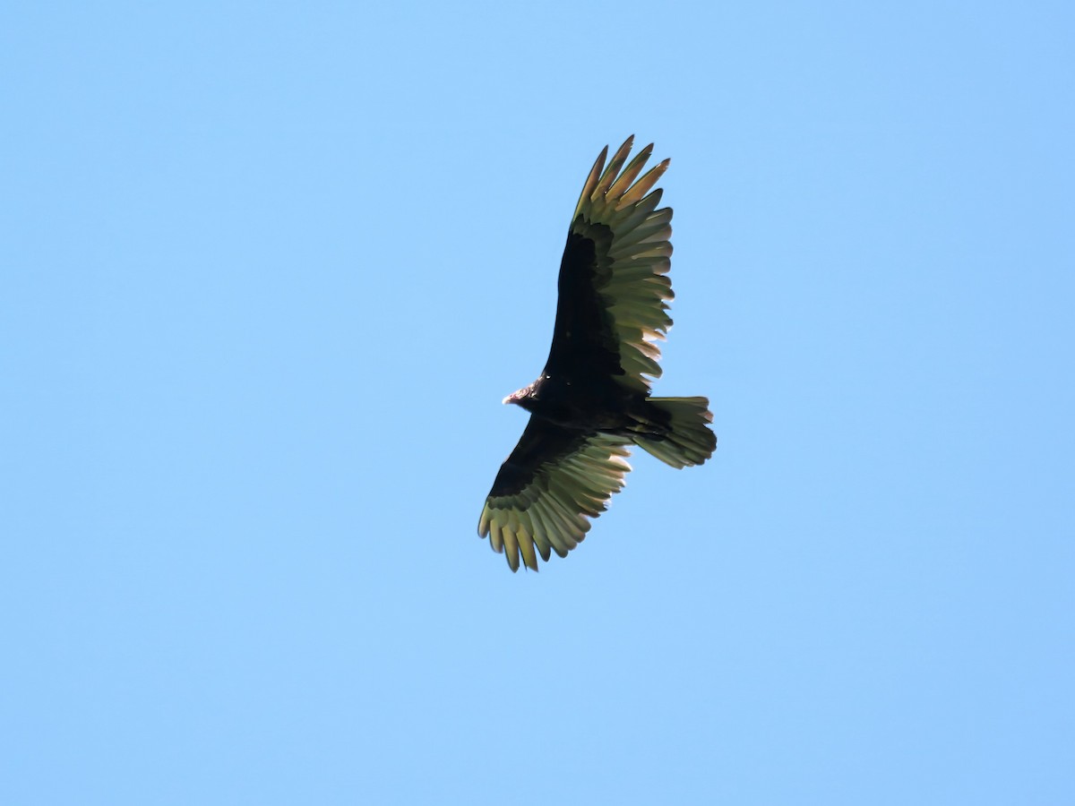 Turkey Vulture - ML619773801