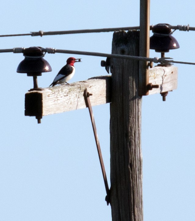 Red-headed Woodpecker - ML619773870