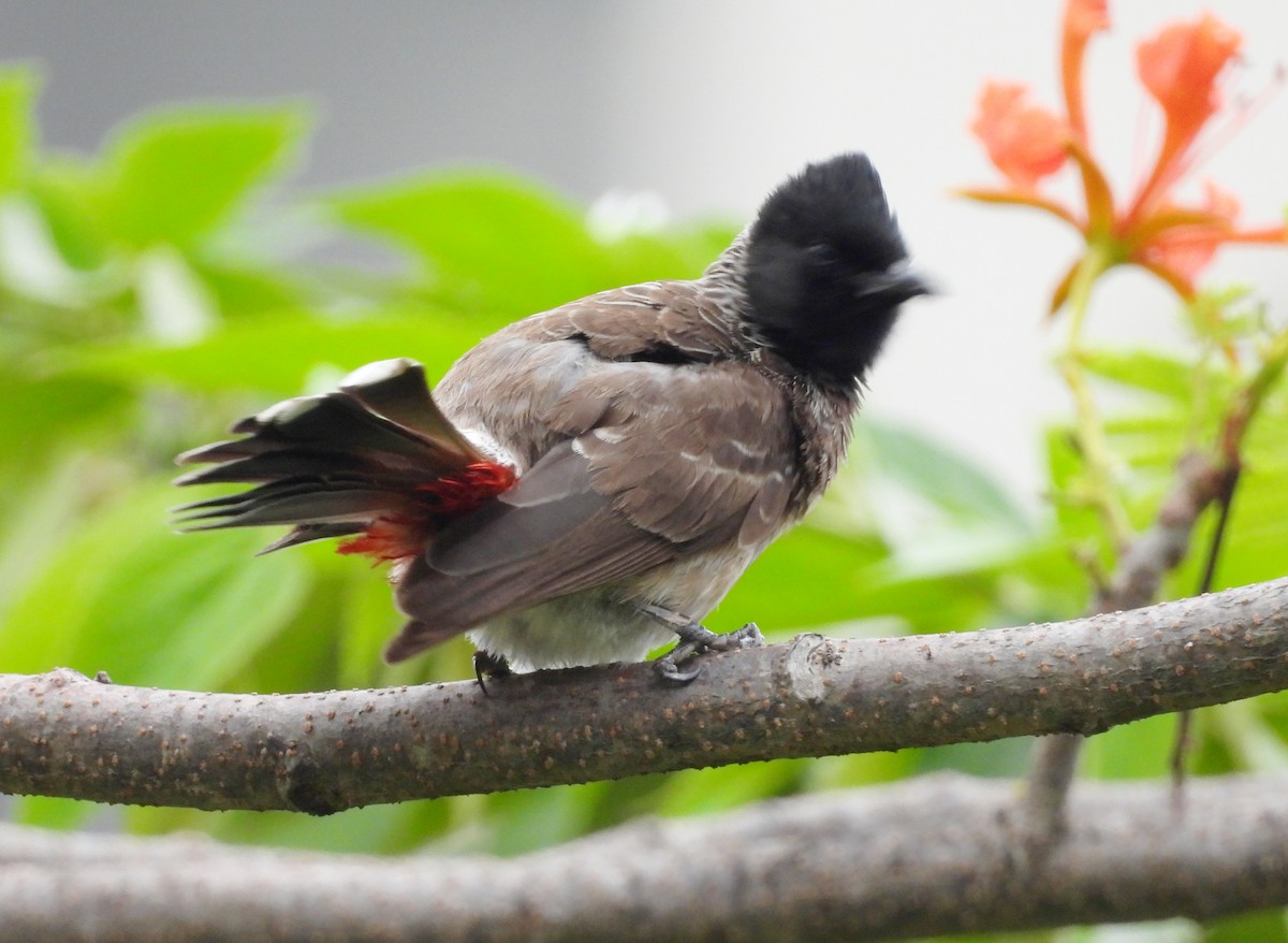 Red-vented Bulbul - ML619773962