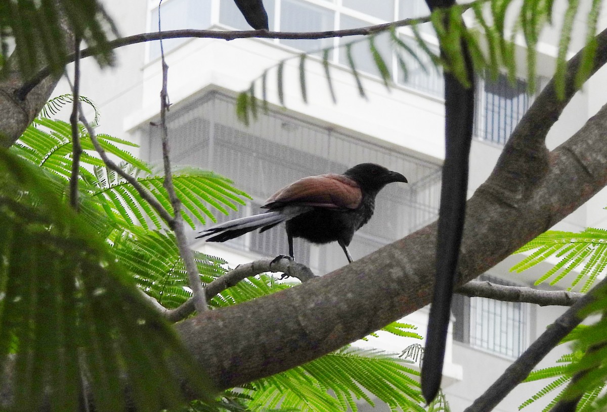 Greater Coucal - ML619773981