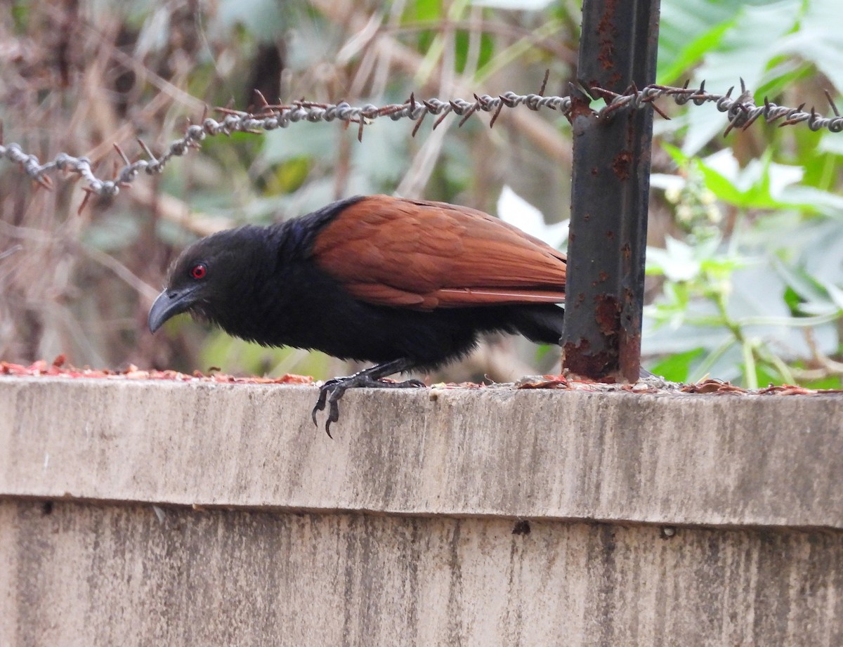 Greater Coucal - ML619773983