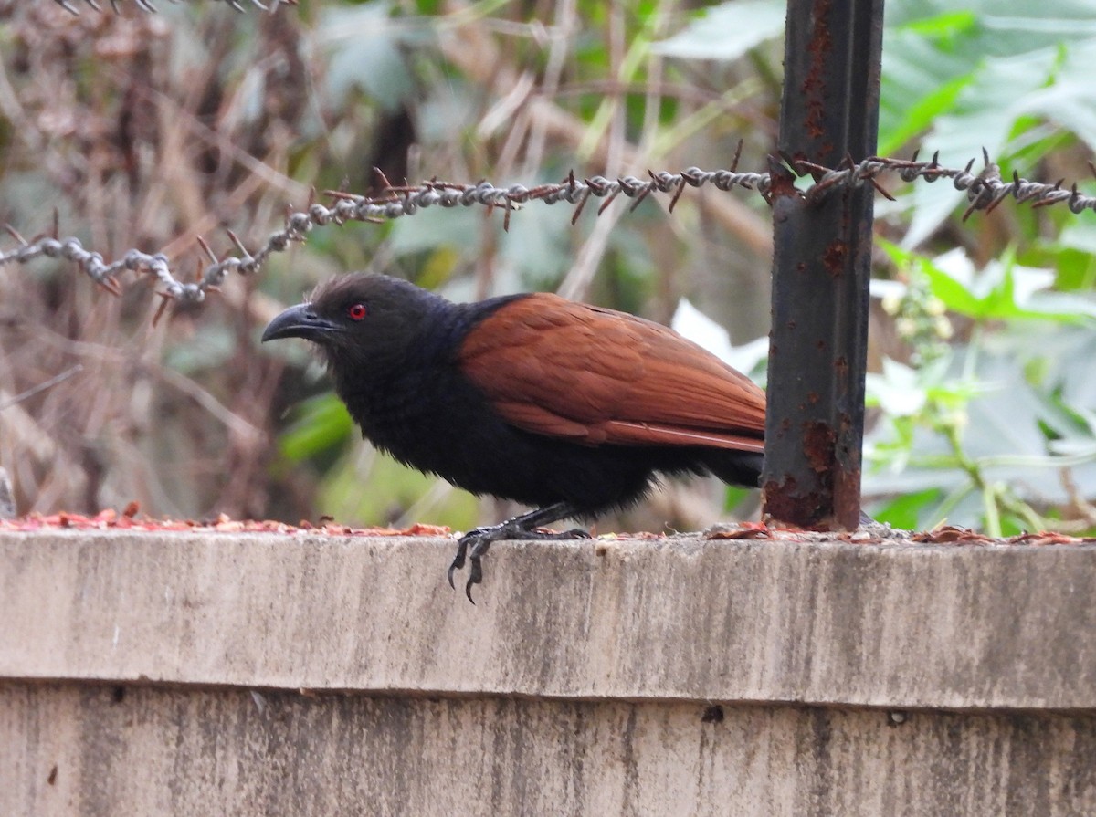 Greater Coucal - ML619773984
