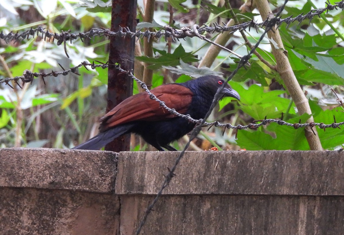 Greater Coucal - ML619773985