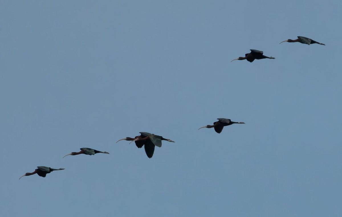 ibis hnědý - ML619774050
