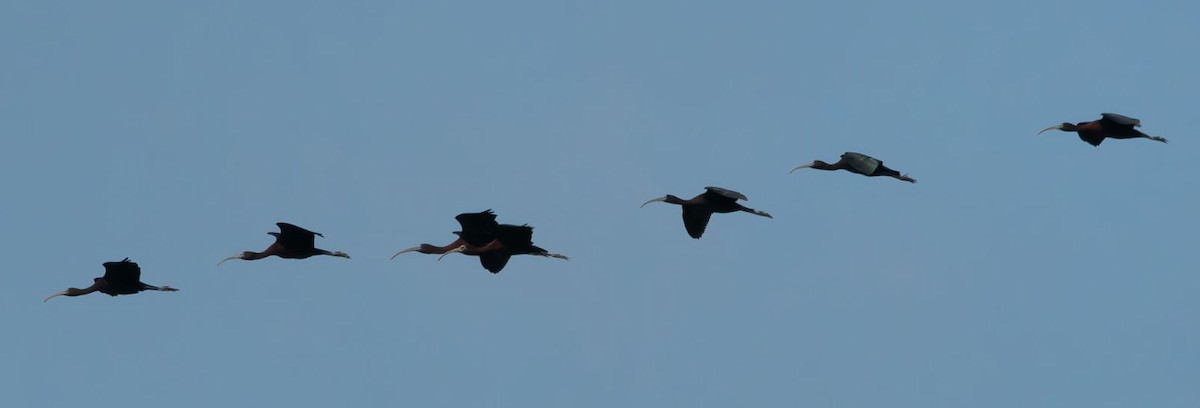 ibis hnědý - ML619774052
