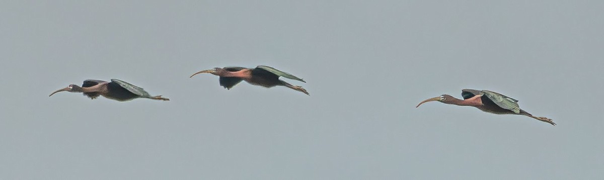 ibis hnědý - ML619774053