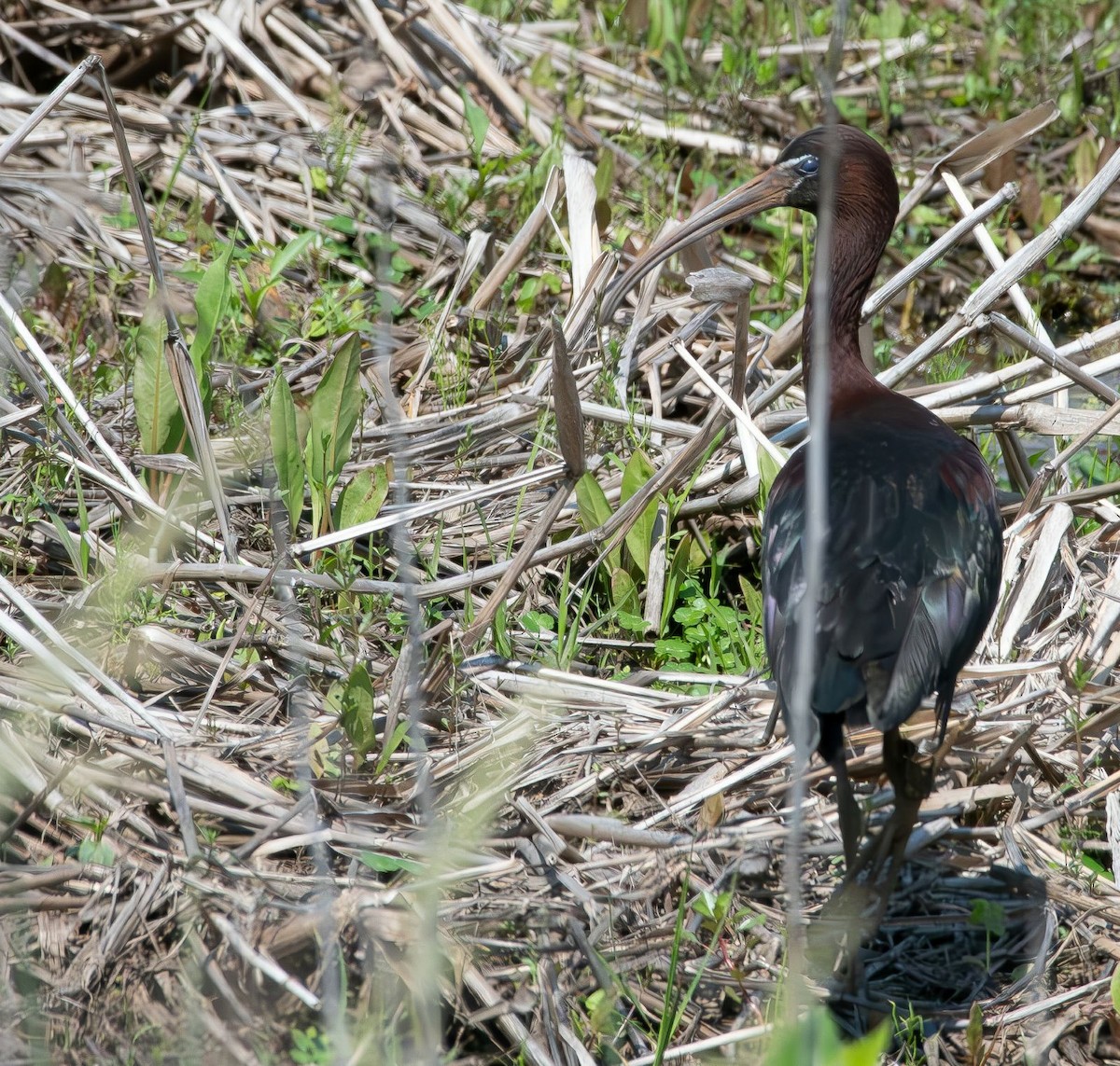 ibis hnědý - ML619774055