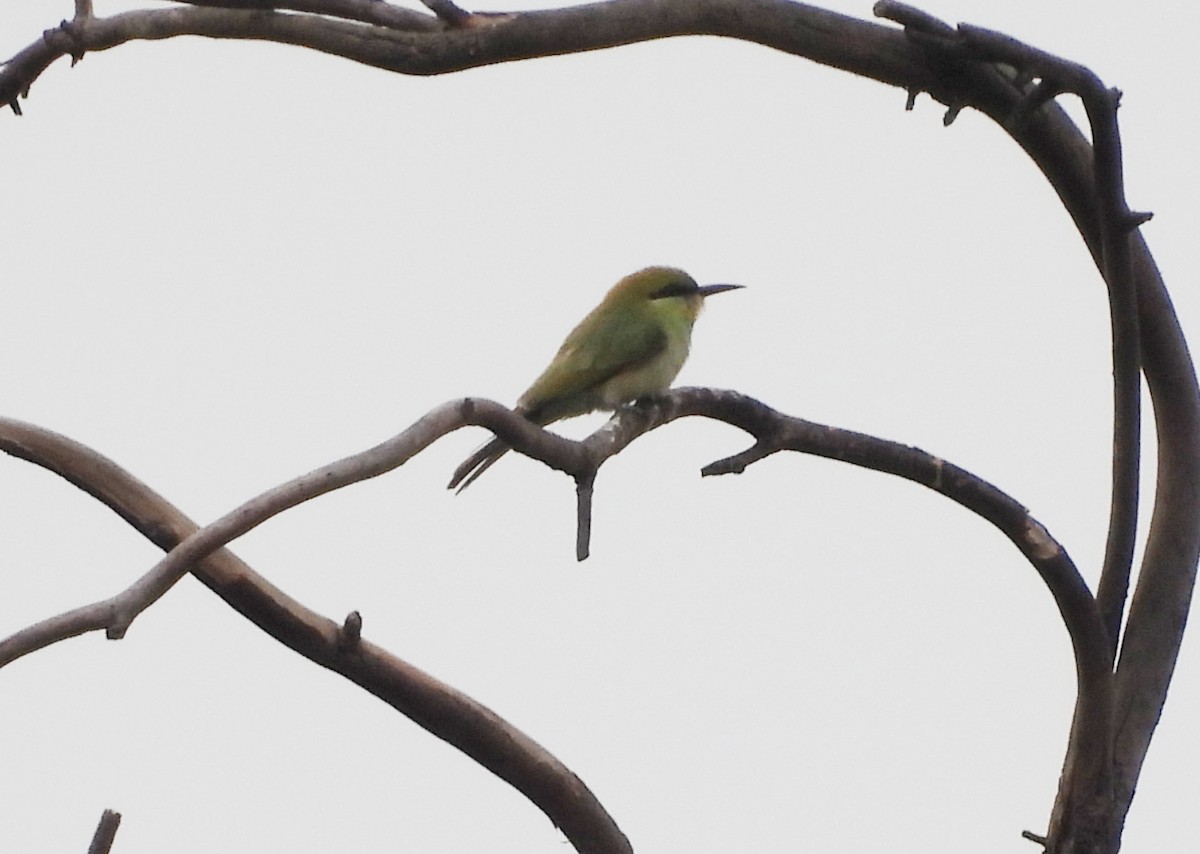 Asian Green Bee-eater - ML619774073