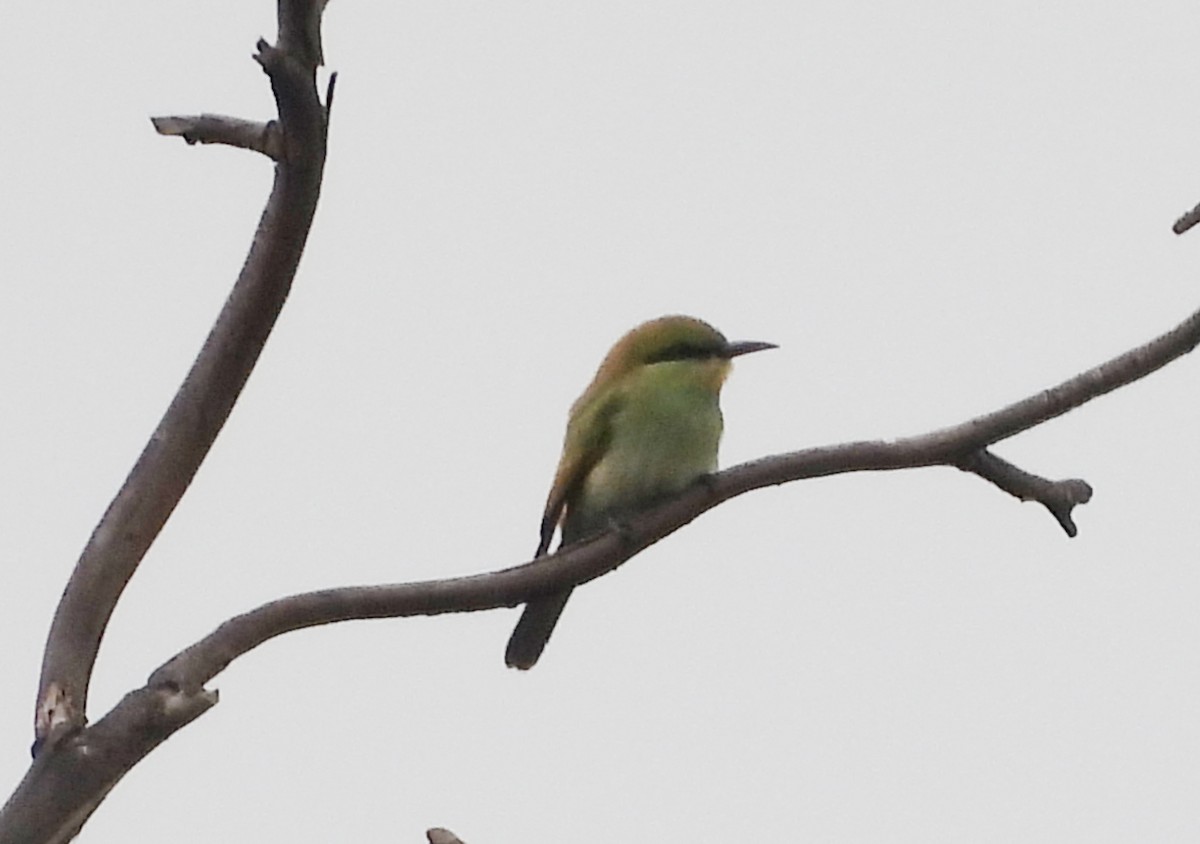Asian Green Bee-eater - ML619774075