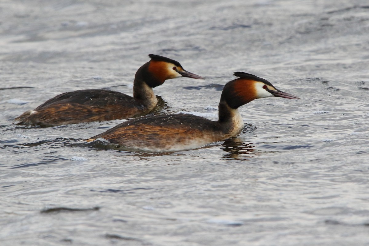 Great Crested Grebe - ML619774080