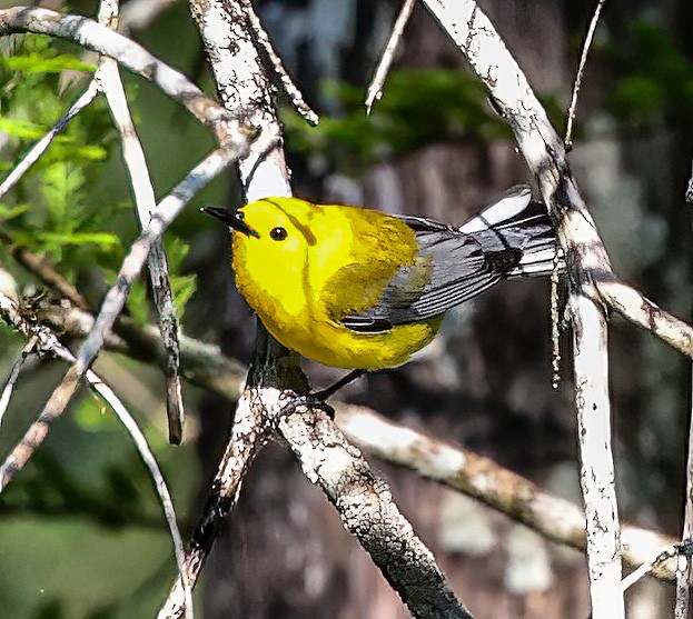 Prothonotary Warbler - ML619774081