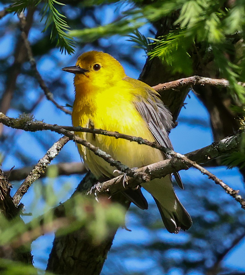 Prothonotary Warbler - ML619774083