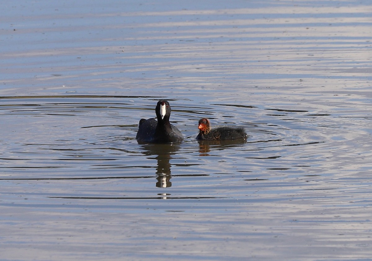 American Coot (Red-shielded) - ML619774084