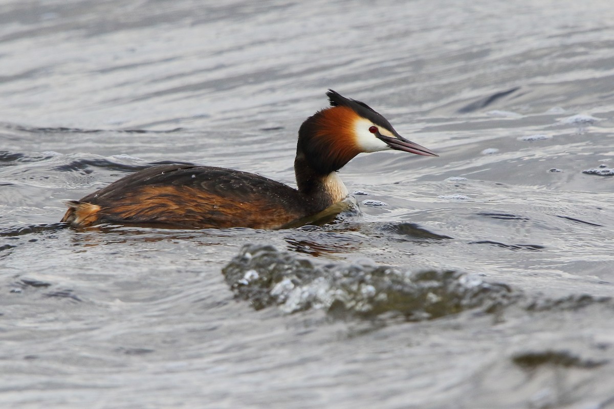 Great Crested Grebe - ML619774118