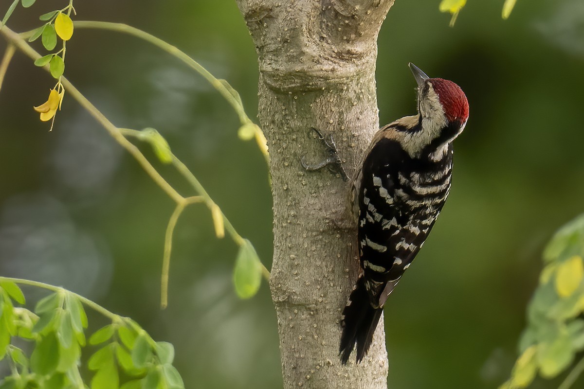 Fulvous-breasted Woodpecker - ML619774152