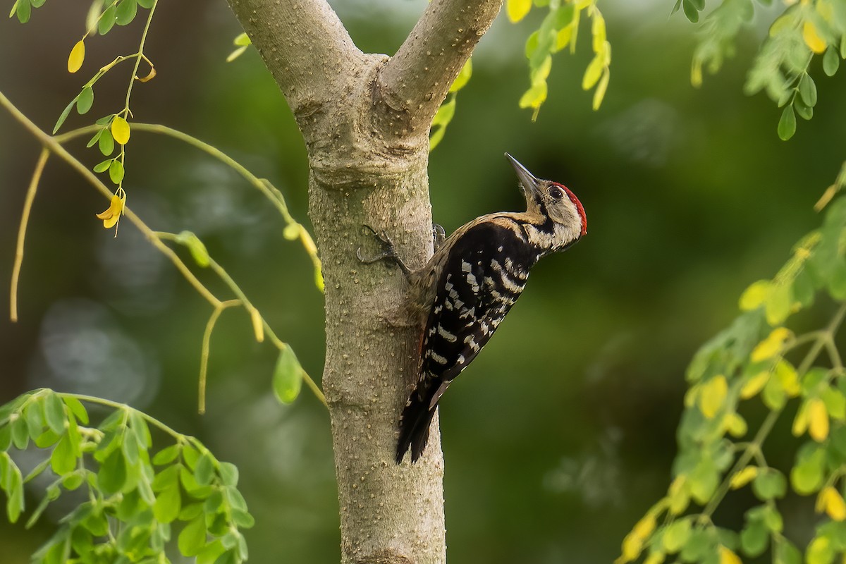 Fulvous-breasted Woodpecker - ML619774153