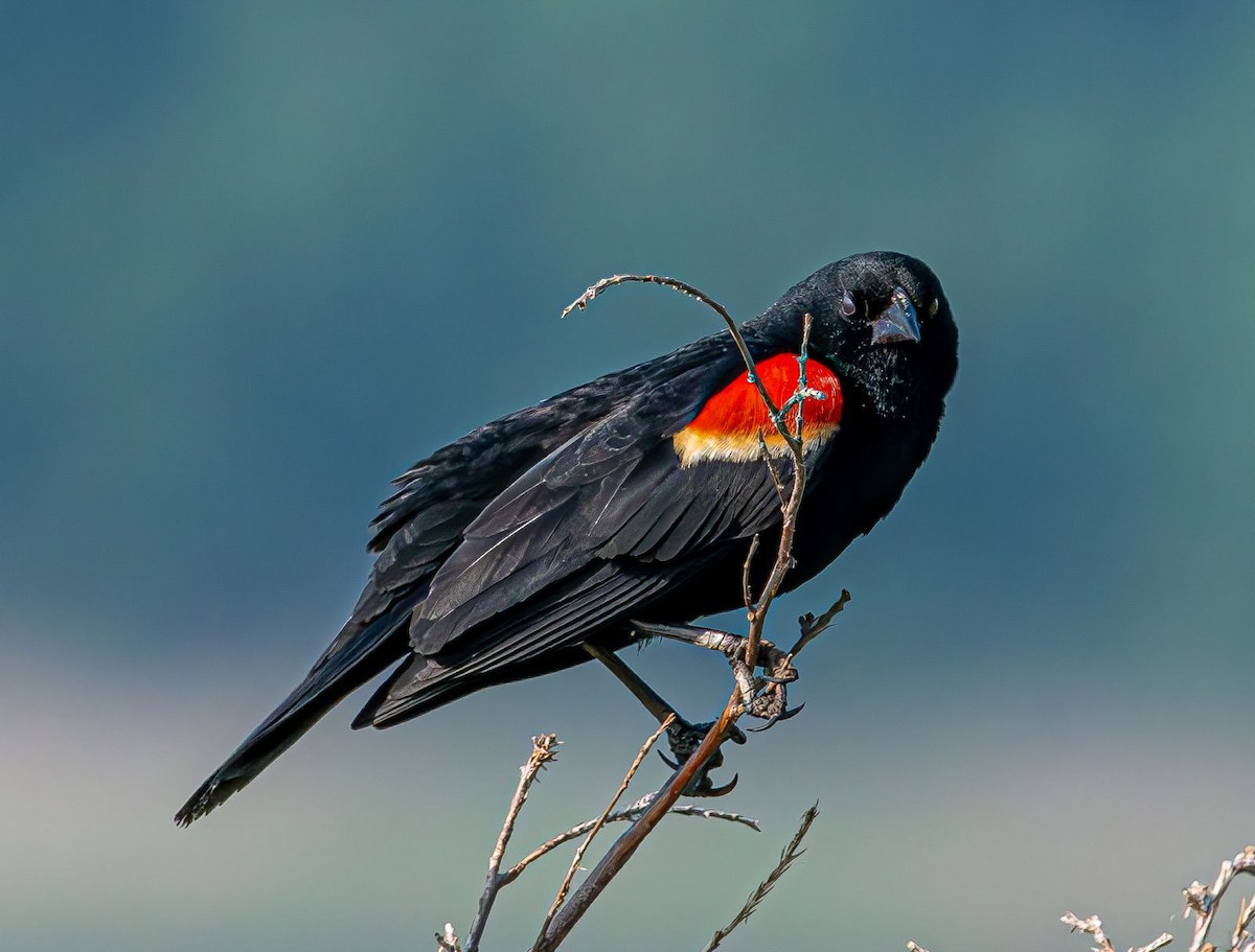 Red-winged Blackbird - ML619774165